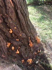 Basidiomycota