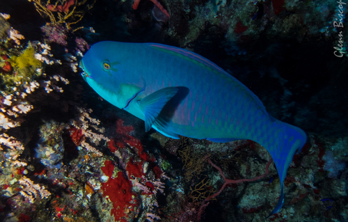 Steephead Parrotfish