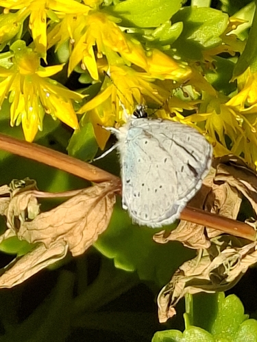 Holly Blue