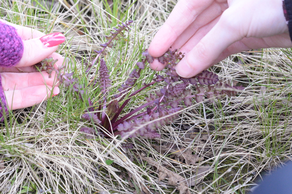 Pedicularis sceptrum-carolinum; photograph (c) Edoardo Nardelli, some rights reserved (CC BY)