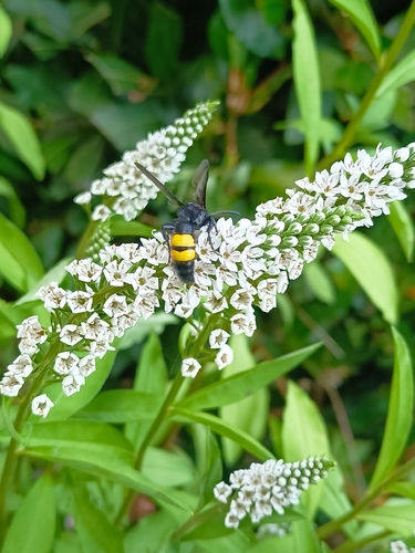 Scolia hirta