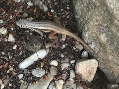 Leiocephalus barahonensis