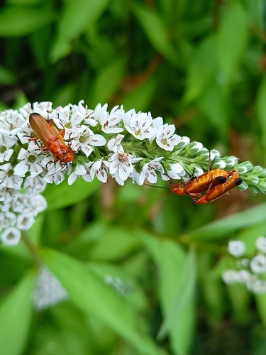 Common Red Soldier Beetle