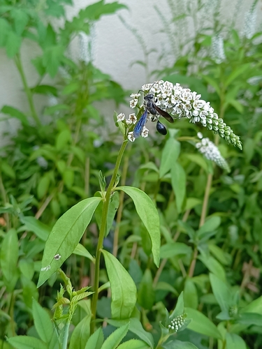 Mexican Grass-carrying Wasp