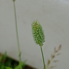 Phleum bertolonii