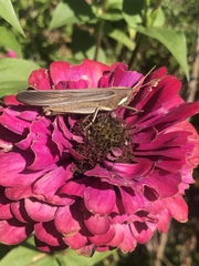 Schistocerca flavofasciata