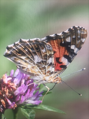 Painted Lady