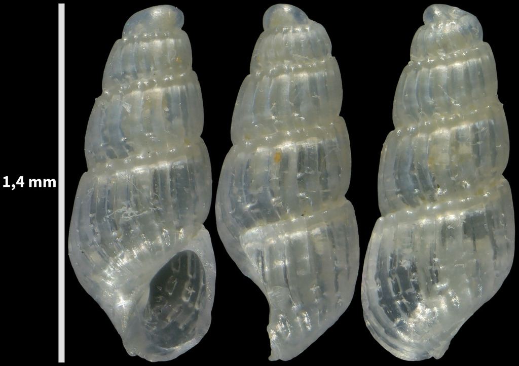 Parthenina clathrata