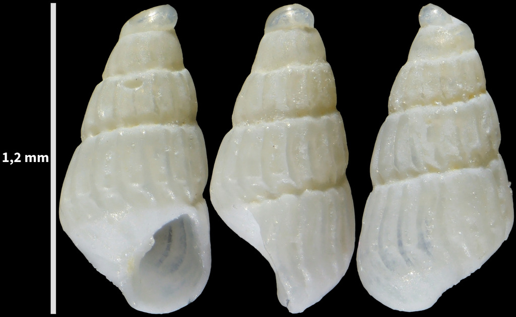 Parthenina monozona