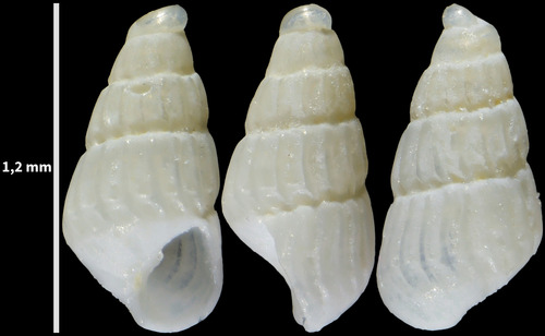 Parthenina monozona