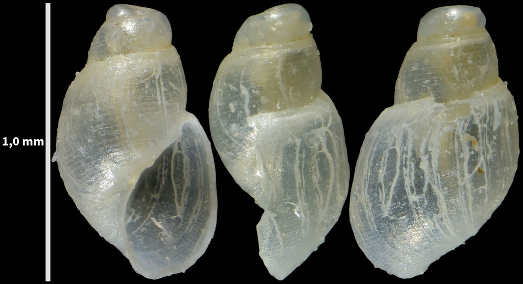 Ondina warreni
