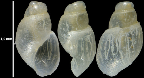 Ondina warreni