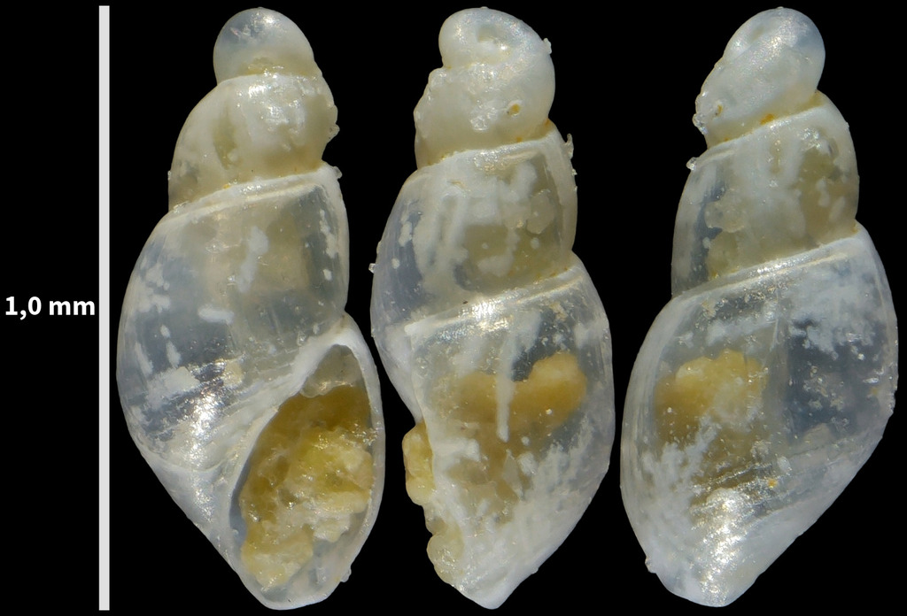 Ondina obliqua
