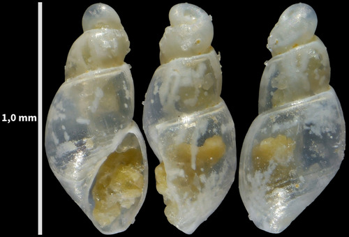 Ondina obliqua