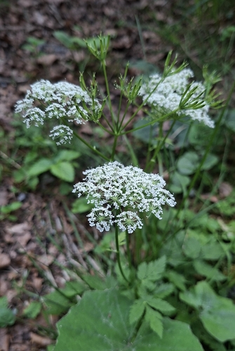Chaerophyllum hirsutum, photograph 3