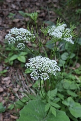 Chaerophyllum hirsutum, photograph (c) Johannes S., some rights reserved (CC BY)
