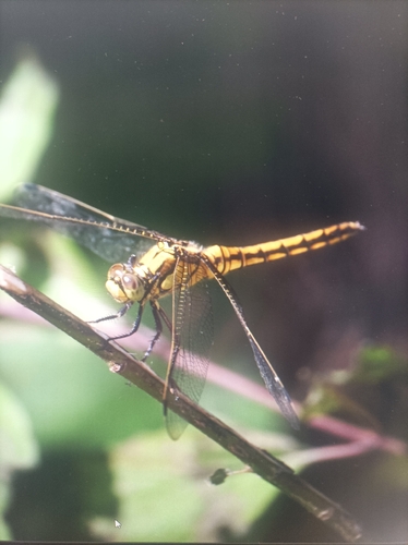 Black-tailed Skimmer