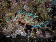 Calotomus viridescens