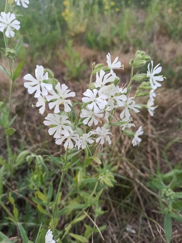 Silene dichotoma, photograph 4