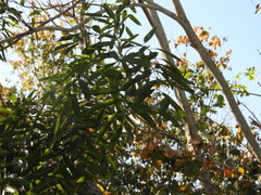 Thouinidium decandrum