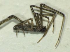 Episinus