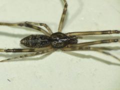 Episinus