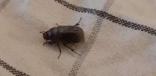 Aplidia transversa