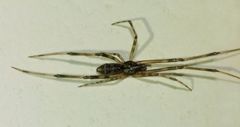 Episinus