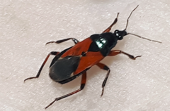 Prostemma aeneicolle