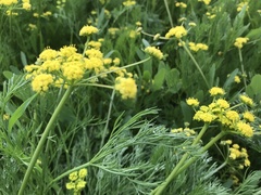 Lomatium bradshawii