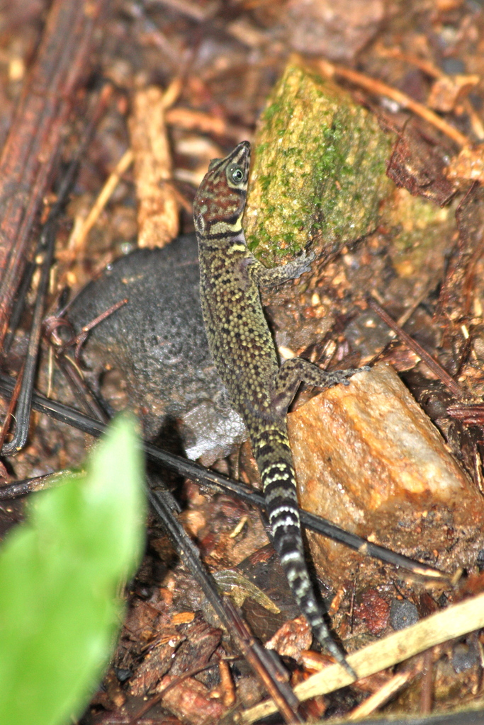 Bay Island Least Gecko
