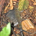 Sphaerodactylus rosaurae - Photo (c) Laura Gaudette, osa oikeuksista pidätetään (CC BY), lähettänyt Laura Gaudette