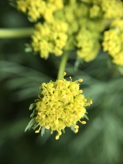 Lomatium bradshawii