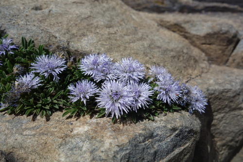 Globularia repens, photograph 4