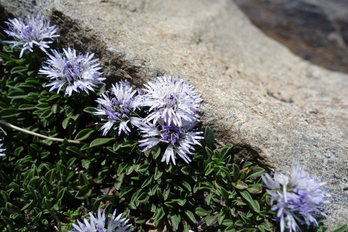 Globularia repens, photograph 5