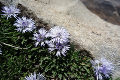 Globularia repens, photograph (c) Clément Maouche, some rights reserved (CC BY)