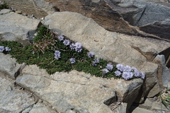 Globularia repens, photograph (c) Clément Maouche, some rights reserved (CC BY)