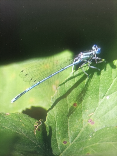 Blue Featherleg