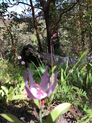 Erythronium hendersonii