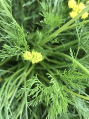 Lomatium bradshawii