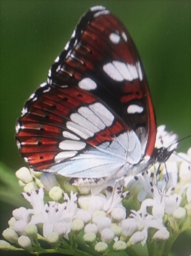 Southern White Admiral