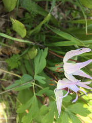 Erythronium hendersonii