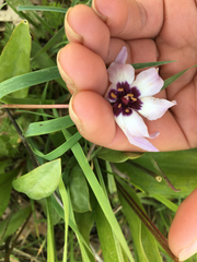 Erythronium hendersonii