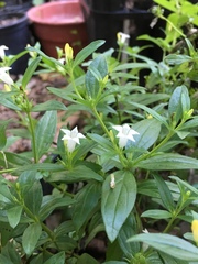Spigelia texana