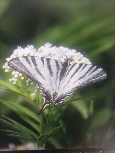 Scarce Swallowtail