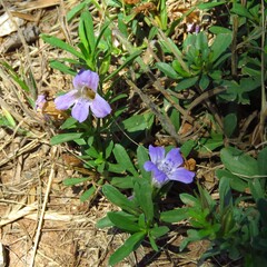 Dyschoriste linearis, photograph (c) Annika Lindqvist, some rights reserved (CC BY)