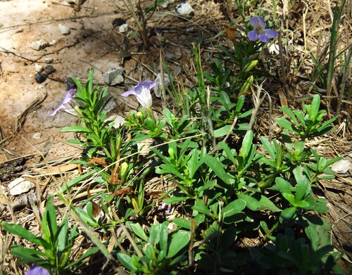 Dyschoriste linearis, photograph 5