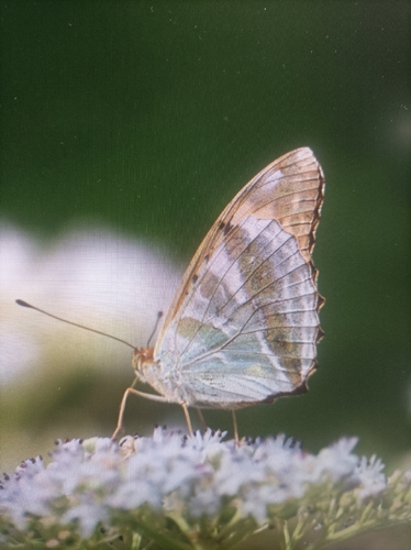 Silver-washed Fritillary