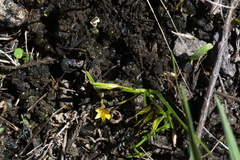 Pauridia glabella glabella