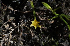 Pauridia glabella glabella